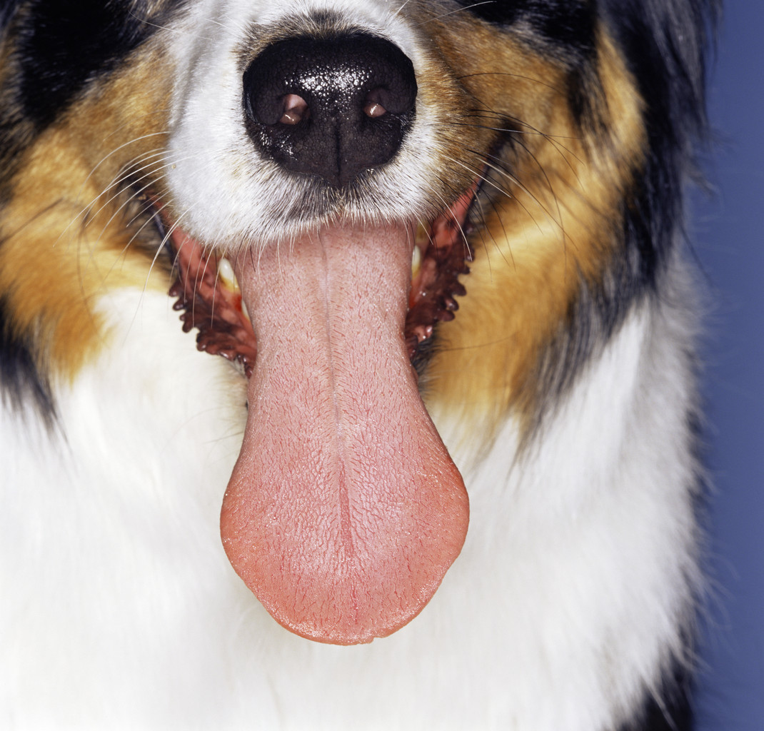 Почему собака дышит с высунутым языком. Собака с языком. Собака с высунутым языком. Собака с вытянутым языком. Порода собак с высунутым языком на бок.