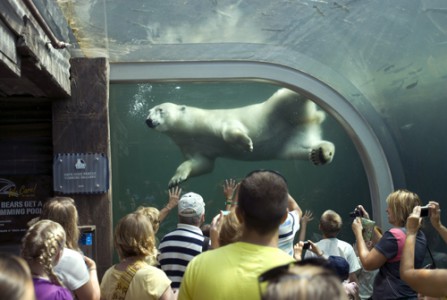 Powell OH Columbus Zoo Polar Bears