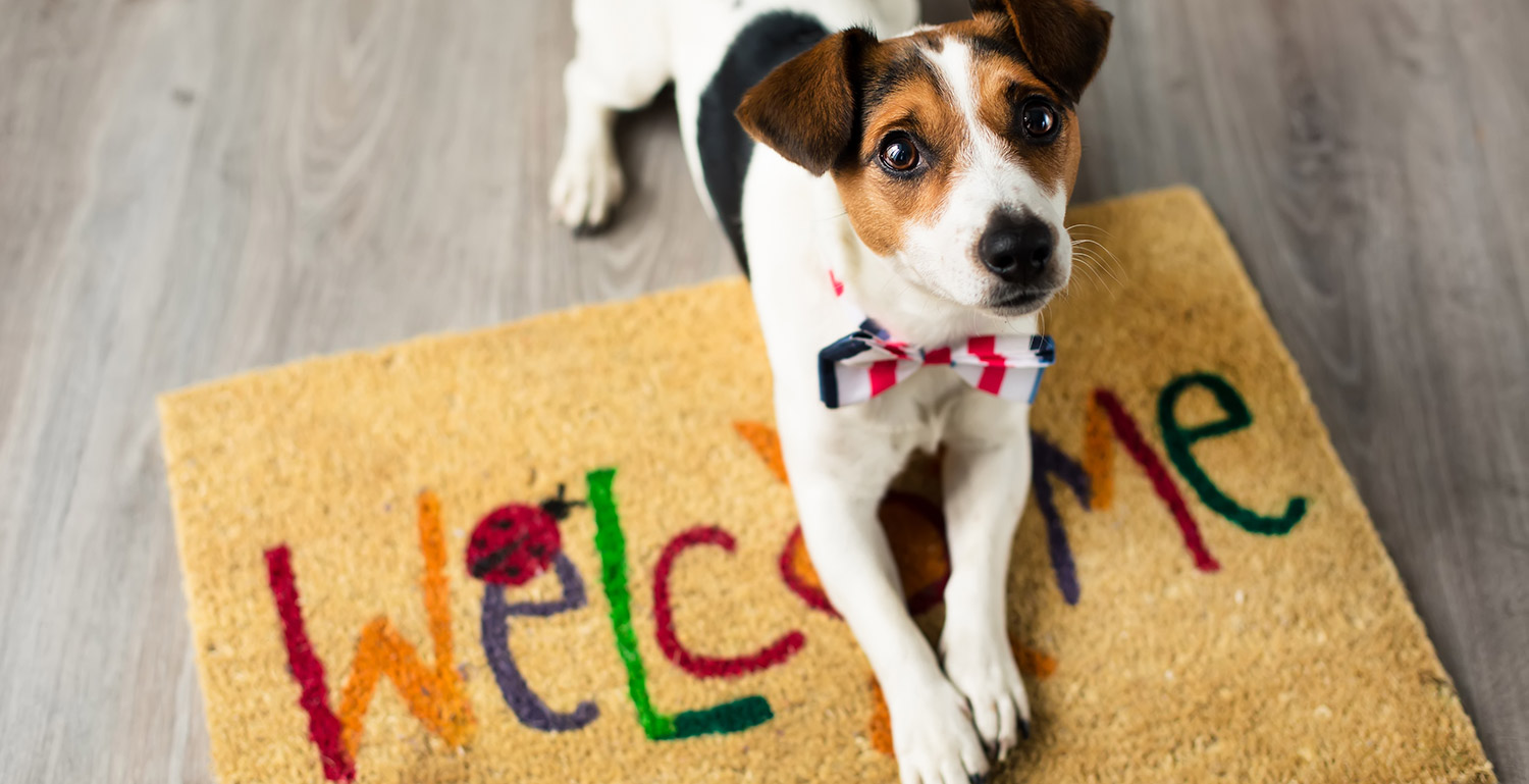 How Pets Impact Our Real Estate Decisions