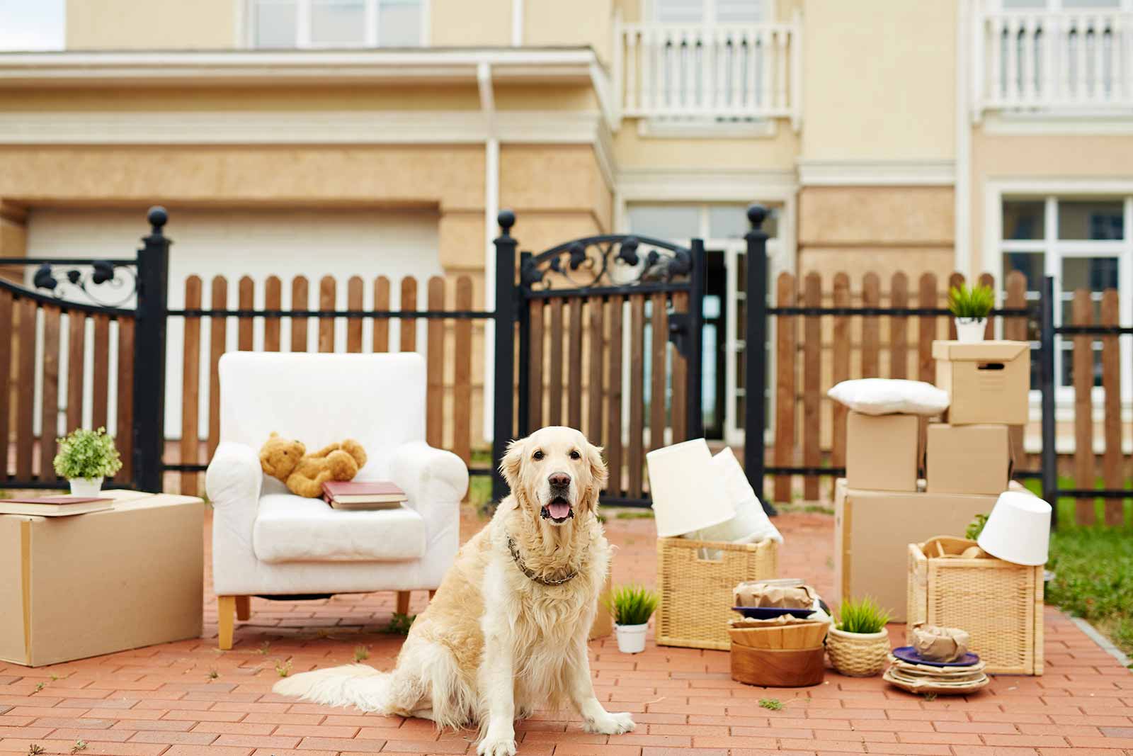 Forniture and dog