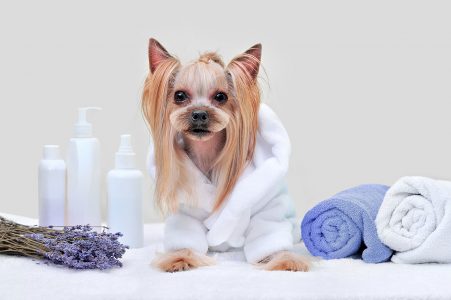 dog wrapped in robe with lotion